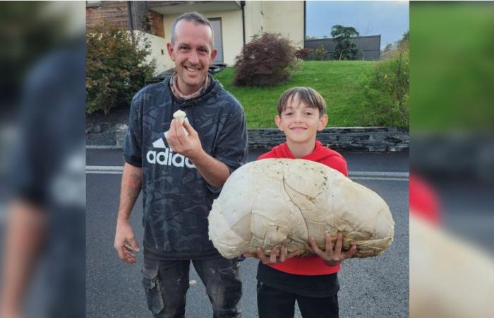 Ein riesiger 5-Kilo-Puffball, der in der Mosel gefunden wurde