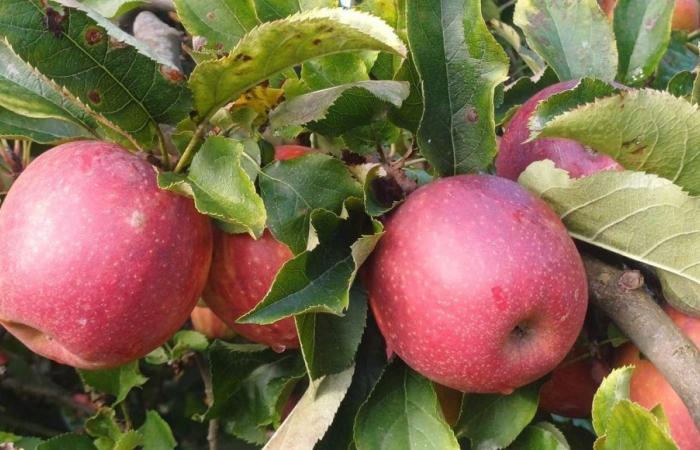 Joël Sauvant, Bio-Apfelproduzent bei Vans in der südlichen Ardèche