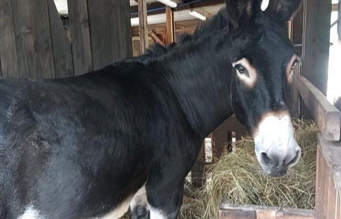 „Er ist der Schönste“: Cozak, ein Esel aus der Gironde, wurde in seiner Kategorie zum französischen Meister gekrönt