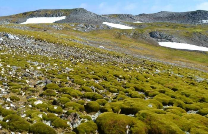 Als Folge der Erwärmung erlebt eine Region der Antarktis eine beschleunigte Begrünung