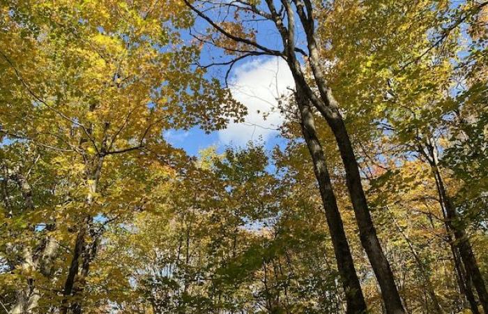 Fast die gesamte Waldfläche von Mount Foster ist mittlerweile geschützt