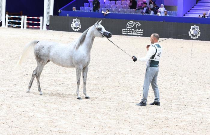 Horse Show 2024: Das Vollblutaraber im Rampenlicht am dritten Tag