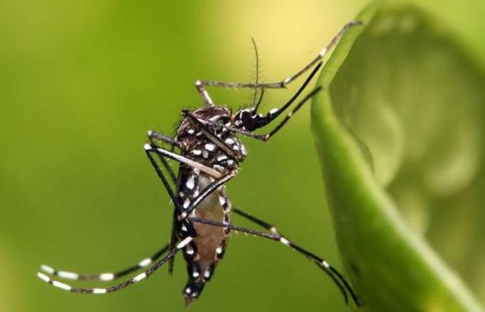 Neun Fälle von Chikungunya im Westen der Insel Réunion bestätigt