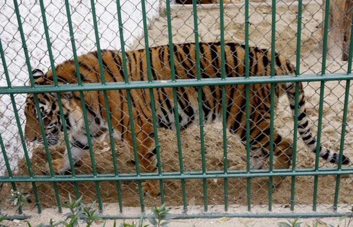 Dutzende Tiger sind in Zoos an der Vogelgrippe gestorben