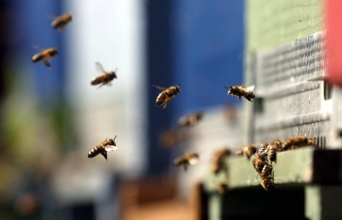 Ein Tag zur Feier der Biene an diesem Sonntag im Parc Phœnix in Nizza