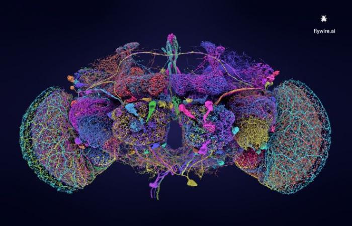 Das neuronale Netzwerk des Gehirns einer Fliege vollständig kartiert