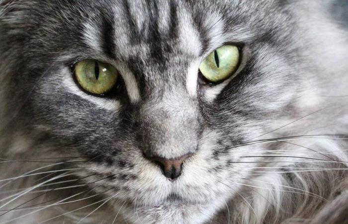 Etwa fünfzehn Maine-Coon-Katzen aus einer Zuchtfarm in der Gironde beschlagnahmt