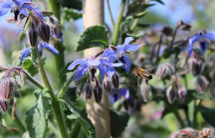 Große organische Debatte zum Thema Biodiversität. Regionalbank des Crédit Agricole de l’Anjou et du Maine, Angers (49) Angers