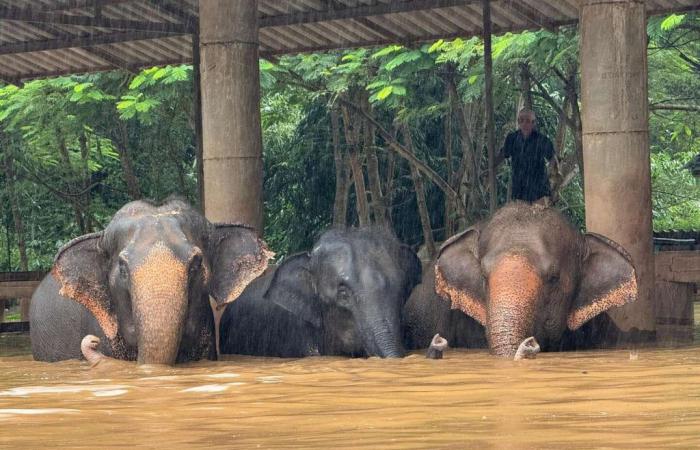 In Thailand wurden hundert Elefanten von Überschwemmungen erfasst