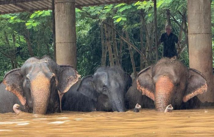 Thailand: Hundert Elefanten von Überschwemmungen eingeschlossen