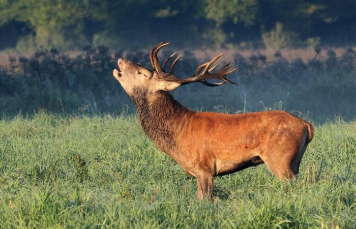 In den Kantonen Waadt und Wallis sind Jäger um die Diskretion des Wildes besorgt