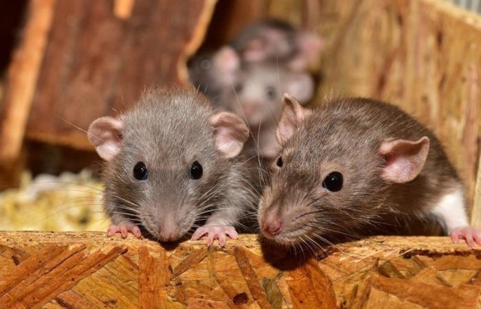 Mehr als 100 Ratten in einer Wohnung entdeckt, ein Hilferuf gestartet