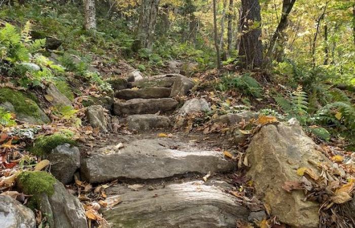 Fast die gesamte Waldfläche von Mount Foster ist mittlerweile geschützt