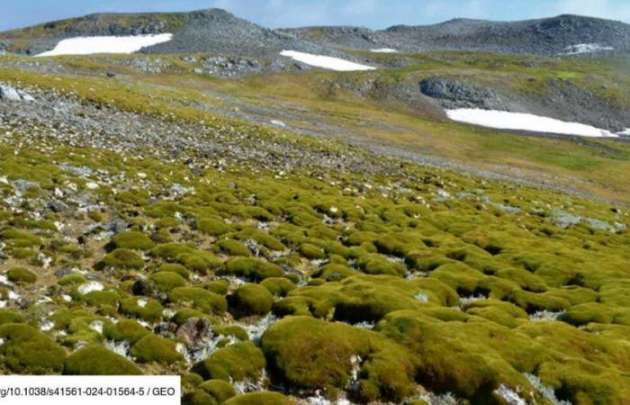 Der „weiße Kontinent“ wird grün: Die Antarktische Halbinsel wird in hoher Geschwindigkeit mit Vegetation bedeckt