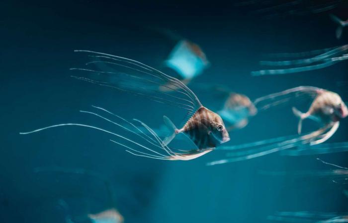 Ein seltsamer Fisch mit Quallententakel, gefilmt auf Hawaii