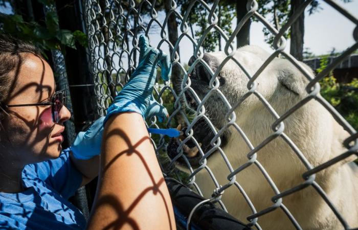 Tauchen im Quebec Aquarium | Die Presse