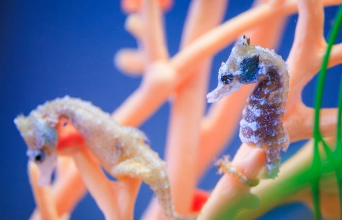 Tauchen im Quebec Aquarium | Die Presse