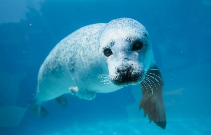 Tauchen im Quebec Aquarium | Die Presse