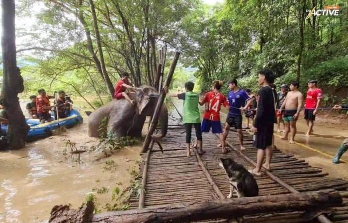 Elefanten bei Flutkatastrophe in Chiang Mai verloren, Suche nach Vermissten geht weiter