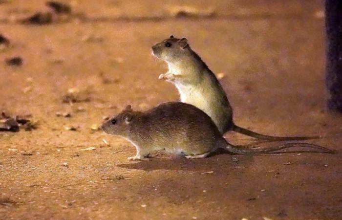 New York will Ratten mit… Verhütungsmitteln kontrollieren