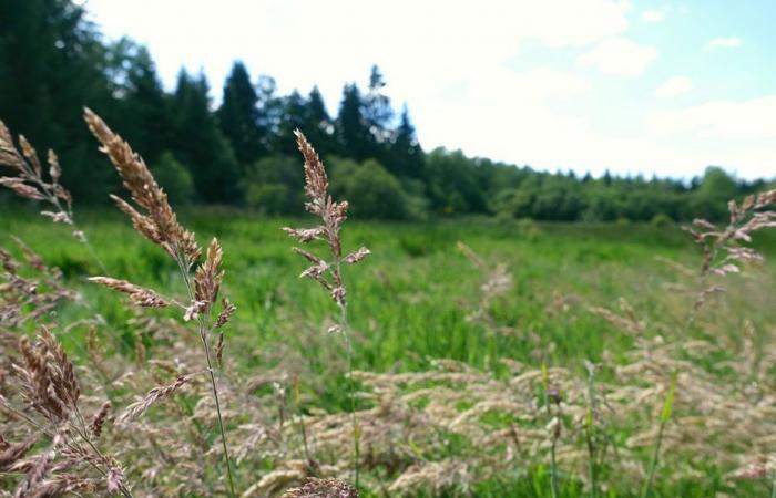 Warum ist es dringend notwendig, Moore zu retten?