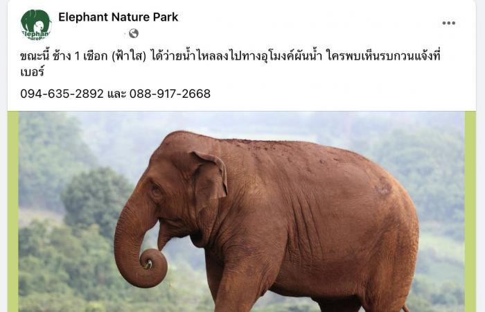 Elefanten bei Flutkatastrophe in Chiang Mai verloren, Suche nach Vermissten geht weiter