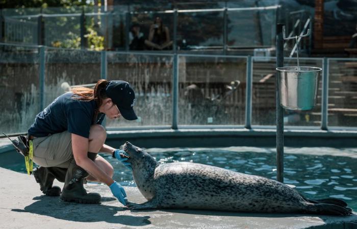 Tauchen im Quebec Aquarium | Die Presse