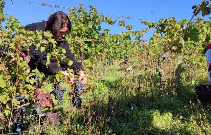 In Chinon werden mehr als vierzig Menschen für einen Tag auf dem Weingut Pierre und Bertrand Couly zu Weinpflückern