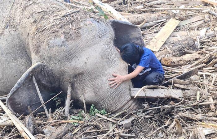 Elefanten bei Flutkatastrophe in Chiang Mai verloren, Suche nach Vermissten geht weiter