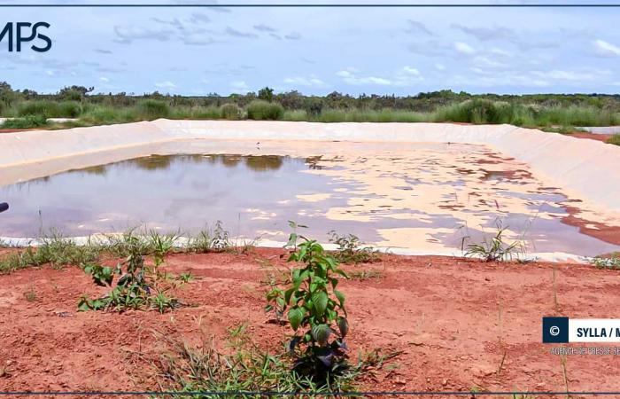 SENEGAL-WIRTSCHAFT / Aquakultur in Tambacounda: Der CEO der ANA am Bett eines Sektors im Niedergang – senegalesische Presseagentur