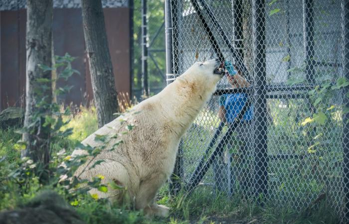 Tauchen im Quebec Aquarium | Die Presse