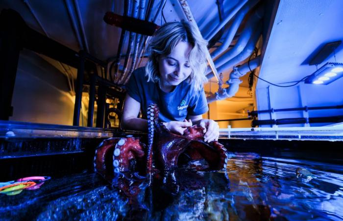 Tauchen im Quebec Aquarium | Die Presse