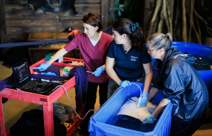 Tauchen im Quebec Aquarium | Die Presse