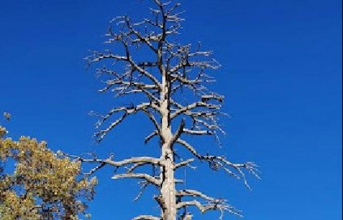 In Ifrane wird der Standort Ras El Ma einer Umgestaltung unterzogen