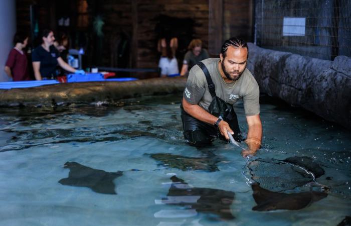 Tauchen im Quebec Aquarium | Die Presse