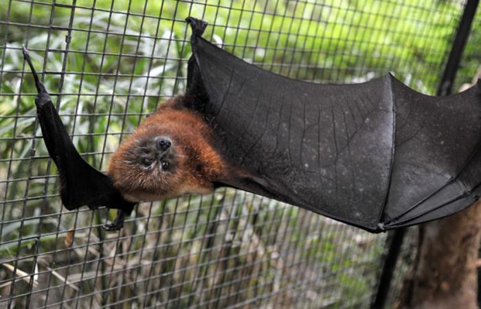 Kind stirbt nach Kontakt mit Fledermaus an Tollwut