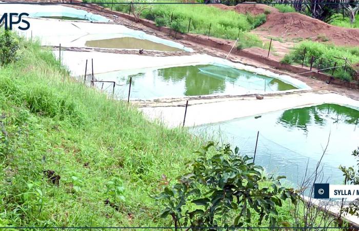 SENEGAL-WIRTSCHAFT / Aquakultur in Tambacounda: Der CEO der ANA am Bett eines Sektors im Niedergang – senegalesische Presseagentur