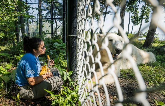 Tauchen im Quebec Aquarium | Die Presse