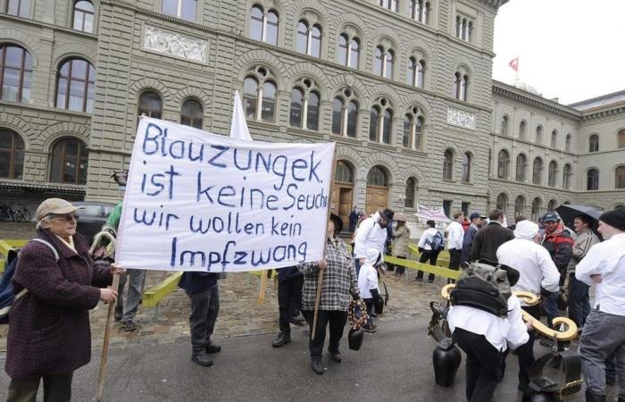 Blauzungenkrankheit breitet sich in der Schweiz aus – News