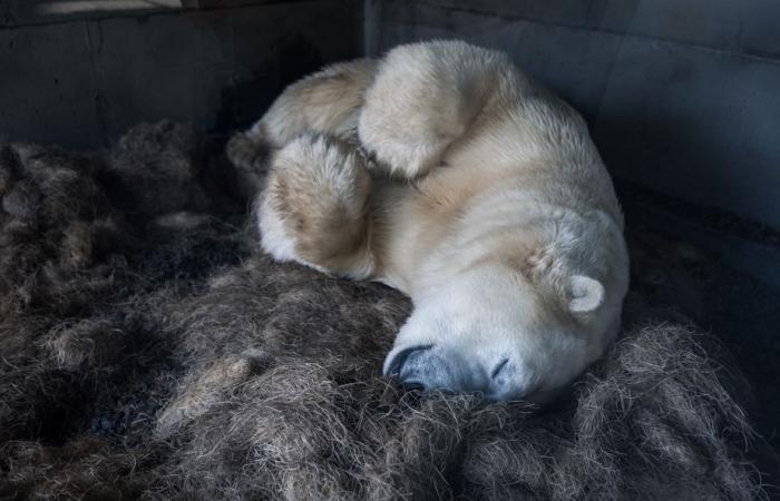 Tauchen im Quebec Aquarium | Die Presse