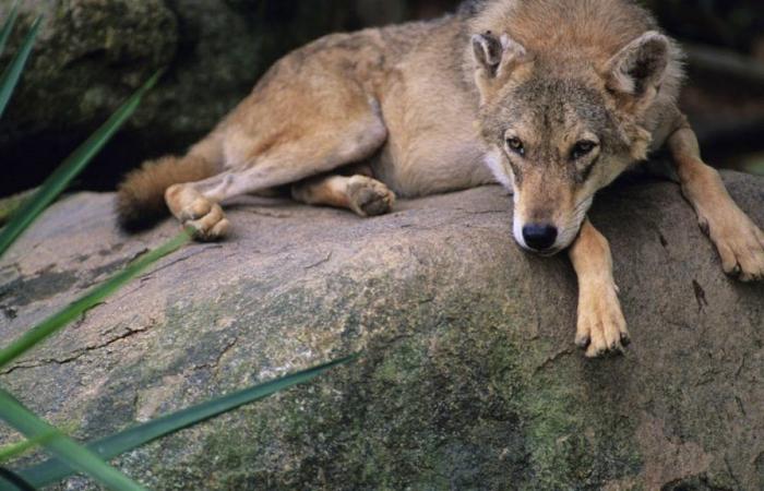 In Indien töten Dorfbewohner den letzten Wolf eines Rudels, das acht Kinder getötet hat