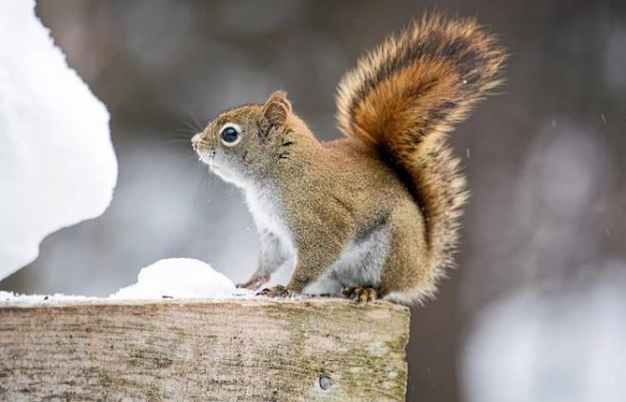 Es ist nicht die Schuld der Eichhörnchen – aber vielleicht ein bisschen, trotzdem…