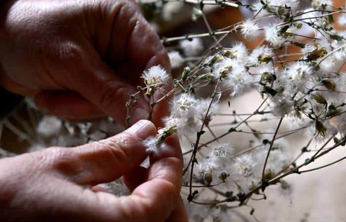 Gartenarbeit: Ernten Sie Ihre eigenen Samen für das nächste Jahr