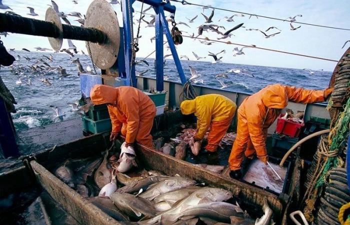 Ende der Fischereiabkommen zwischen der EU und Marokko, eine „Gelegenheit“, Wirtschaftsallianzen neu zu definieren