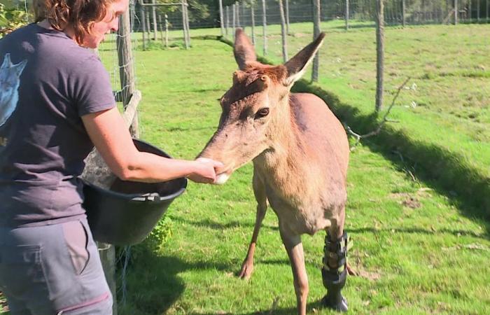 UNGEWÖHNLICH. Auf dem Plakat des Films „Bambi“ ist ein Reh zu sehen, das dank einer Prothese vor der Euthanasie gerettet wurde