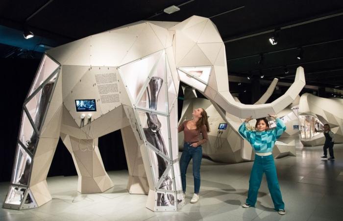 Die großen Säugetiere der Vergangenheit sind die Stars der neuen Ausstellung im Toulouse Museum