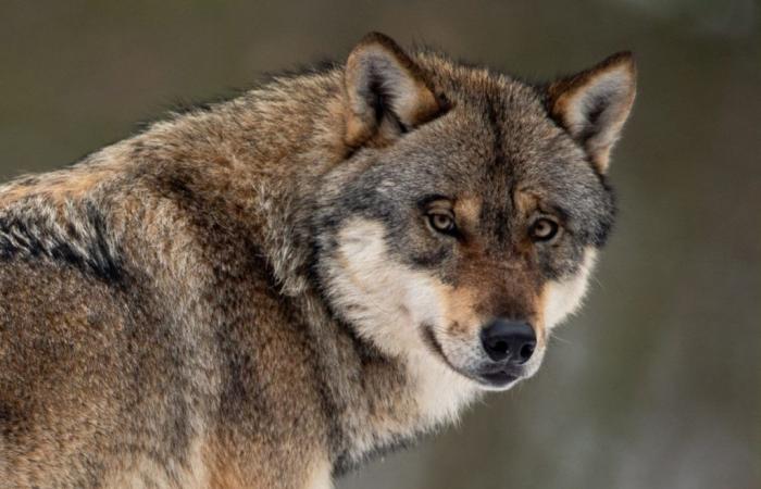 Indien: Der letzte Wolf eines Rudels, der erschossene Männer tötete