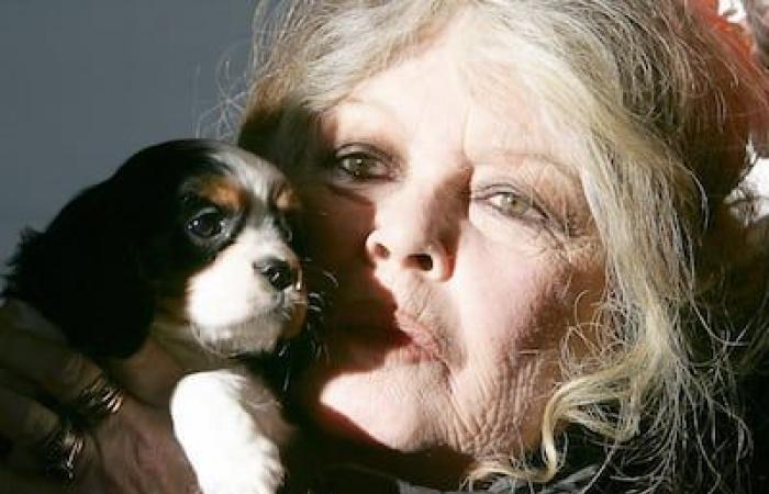 Brigitte Bardot die Rebellische | Das Montreal Journal