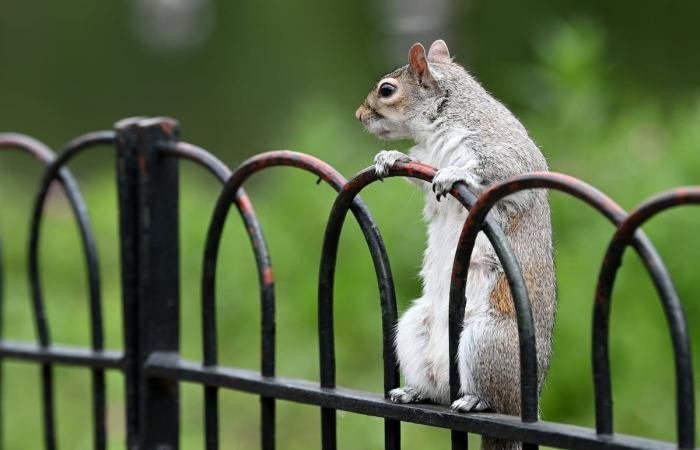 Es ist nicht die Schuld der Eichhörnchen – aber vielleicht ein bisschen, trotzdem…