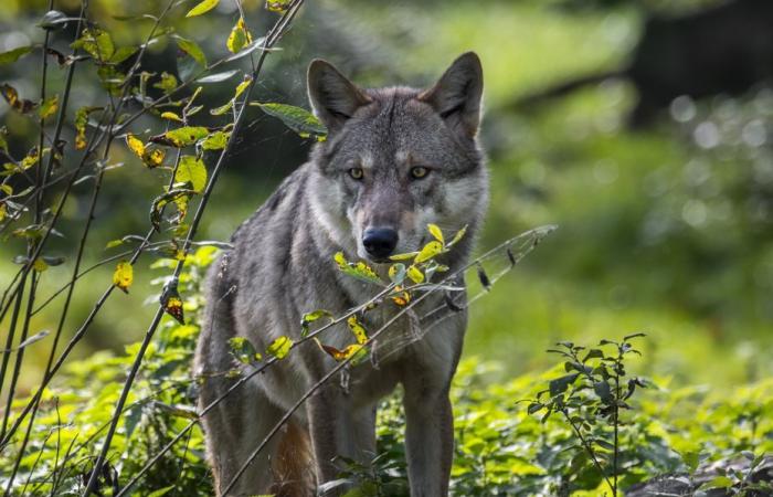 Der Angriff ereignete sich mitten im Dorf in der Nähe eines Spielplatzes